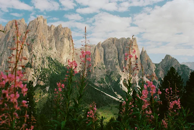 Mountain landscape Mountain landscape with pointed rocks and pink flowering plants in the foreground under a cloudy sky.