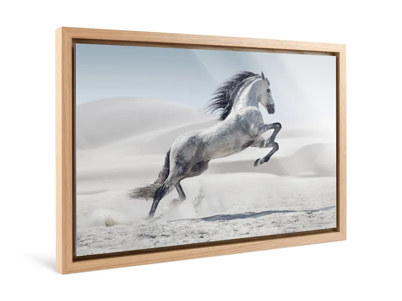 PDP | Floater Frame | Product Selector Section | Media #1 A white horse jumps in a desert landscape framed in a Floater Frame.