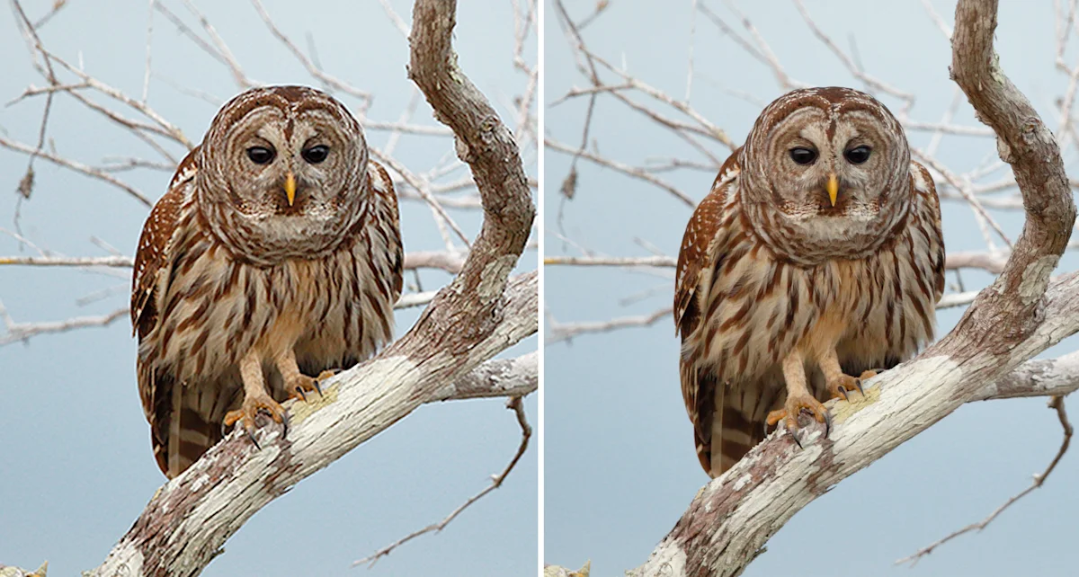 WhiteWall SuperResolution comparison image owl (Desktop) A barred owl perches on a bare winter branch, its brown and white striped feathers distinct against a pale blue sky. Split image. Left without WhiteWall SuperResolution, right with WhiteWall SuperResolution.